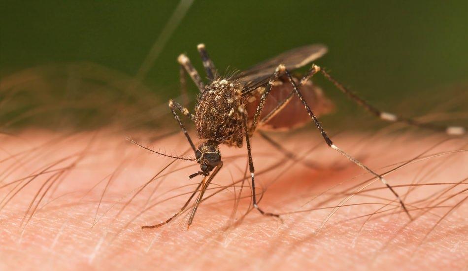Hangi böcek ısırığı nasıl olur? Sivrisinek ısırığı nasıl geçer?