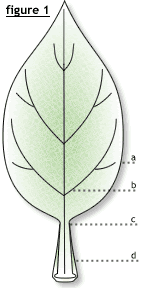 Leaf_Diagram_1.png