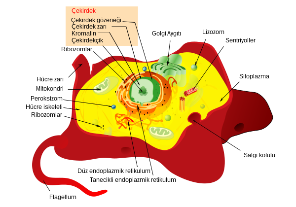 600px-Animal_cell_structure_tr.svg.png
