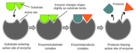 450px-Induced_fit_diagram.svg.png