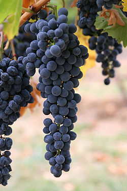 250px-Wine_grapes03.jpg