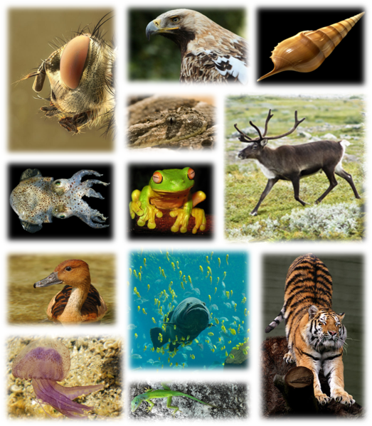 523px-Kingdom_of_animals.png