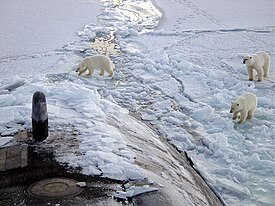 275px-Polar_bears_near_north_pole.jpg