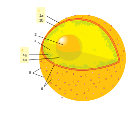 280px-Diagram_human_cell_nucleus_numbered_version.svg.png