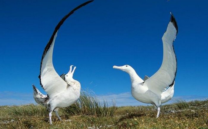 albatros-kusu-3.jpg