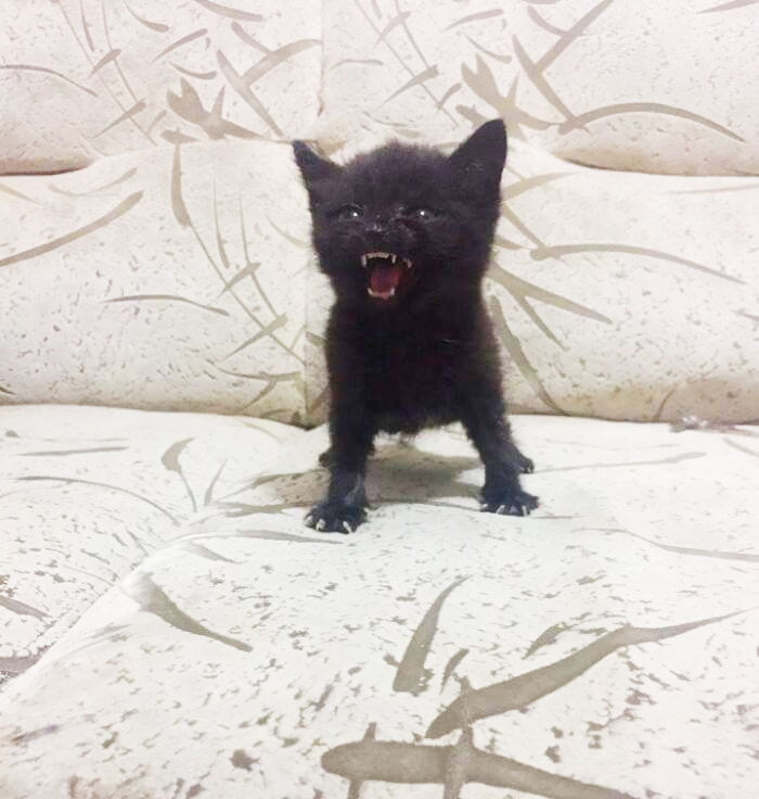 angry-kittens-105.jpg