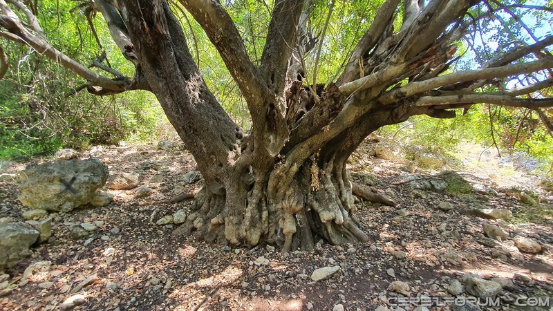 Antalya Güver Uçurumu - keçiboynuzu ağacı