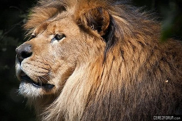 aslanlarin-aski5.jpg