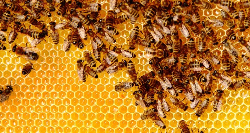 Bal arısı üretimi