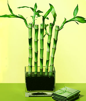 bambu1_2.jpg