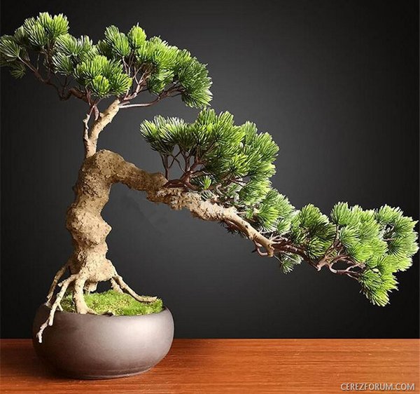 bonsai-resimleri2.jpg