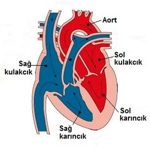 dolasim-sistemi.jpg