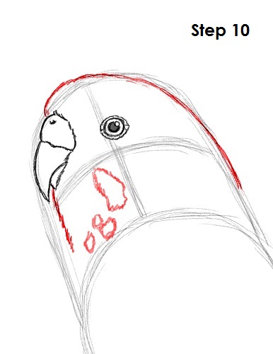 draw-budgie-parakeet-10.jpg