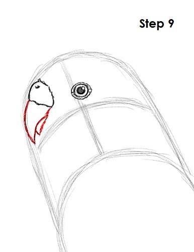 draw-budgie-parakeet-9.jpg