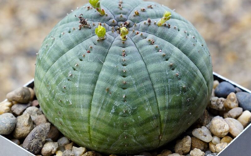 Euphorbia-obese.jpg