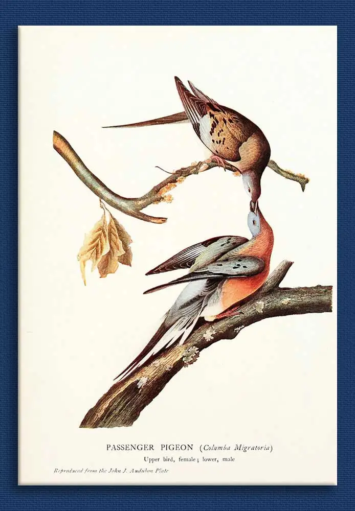 john_james_audubon_09aa.jpg