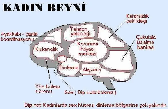 kadinbeyni.jpg