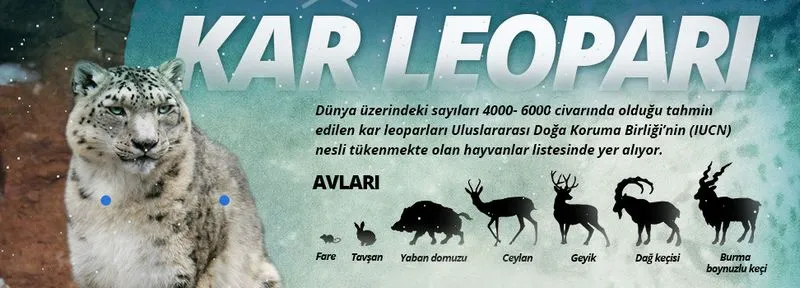 kar-leopari.jpg