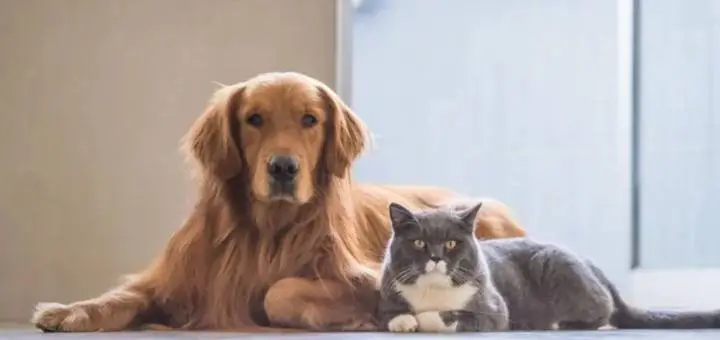 Kedi ve köpeklerin başlılıkları