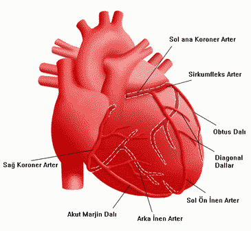 koronerarterlertr.gif