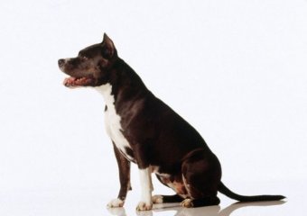 Amerikan Pitbull Terrier