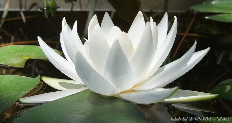 lotus-bitkisi.jpg