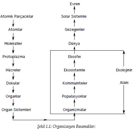 organizasyonbasamaklari.jpg