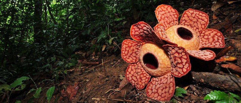 Rafflesia-Arnoldii.jpg