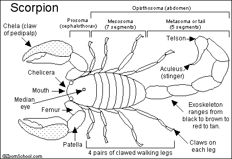 Scorpion_bw.gif