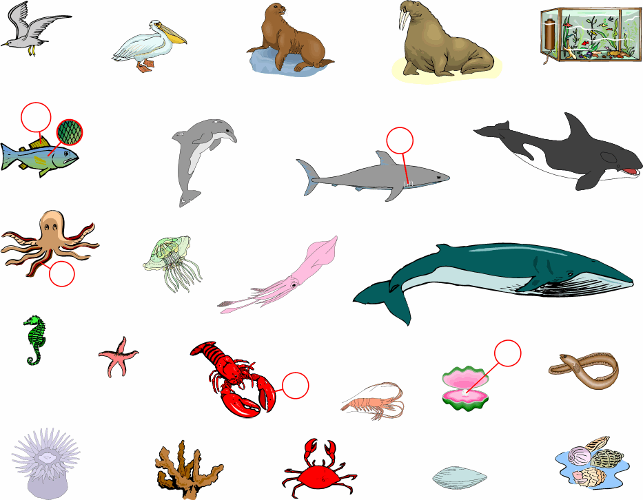 Животные морях для детей