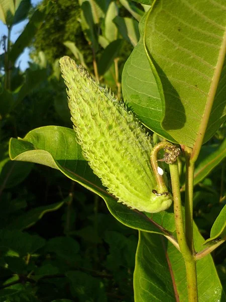 syriaca-asclepias2.jpg