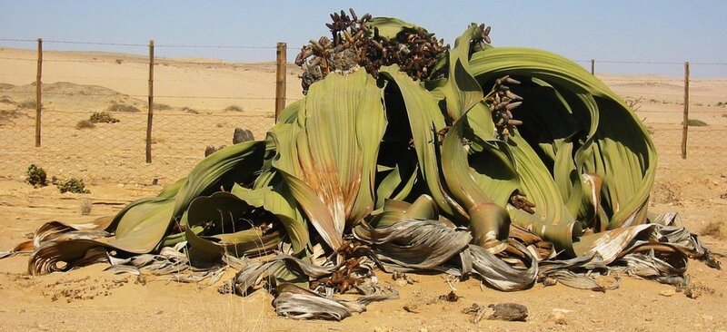 Welwitschia-Mirabilis.jpg