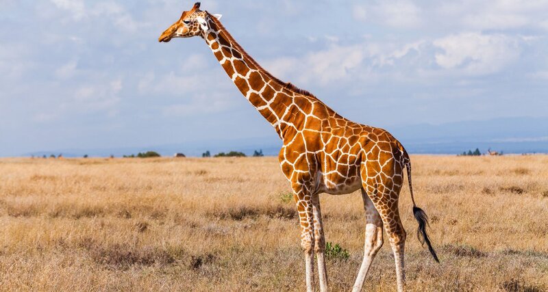 Zürafalar (Giraffe)