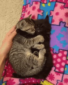 cat-cuddle.gif