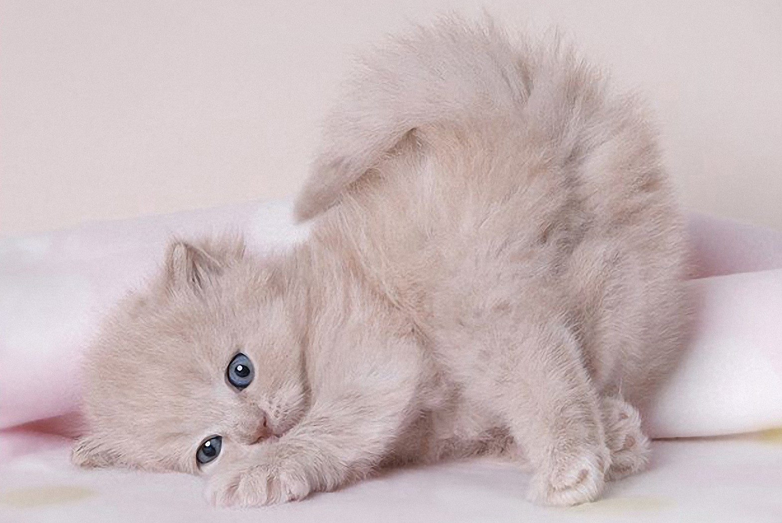 Полная киса. Котята. Картинки котят. Котята милые и пушистые. Красивые пушистые котята.