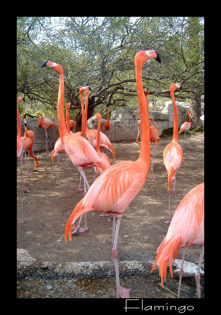 Flamingo_by_jayshree.jpg