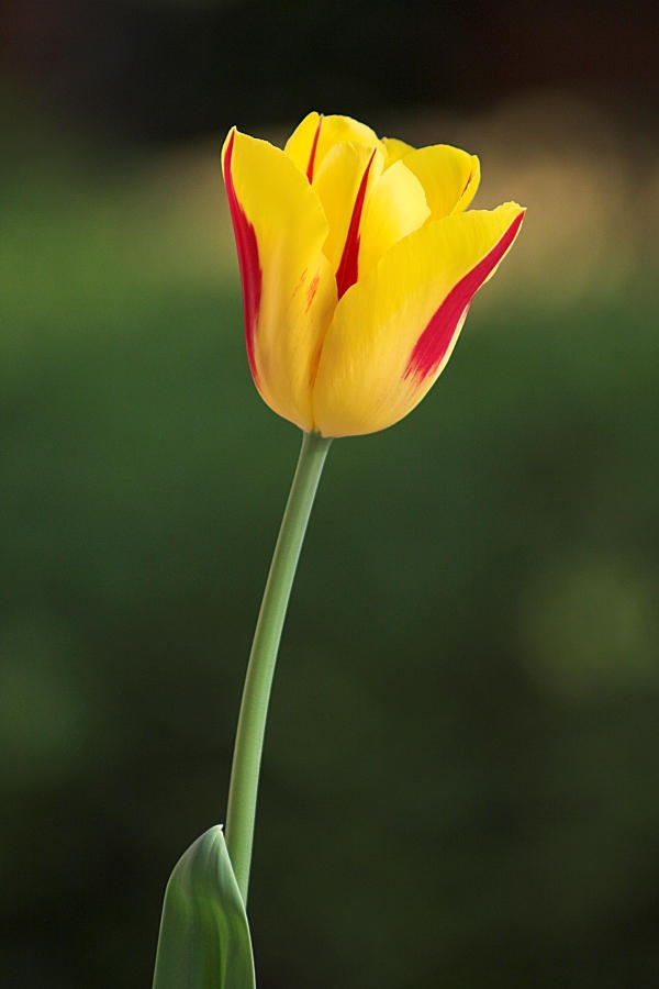 Tulip_I_by_cody29.jpg