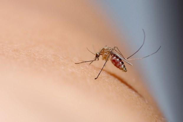 sivrisinek ısırığı nasıl geçer