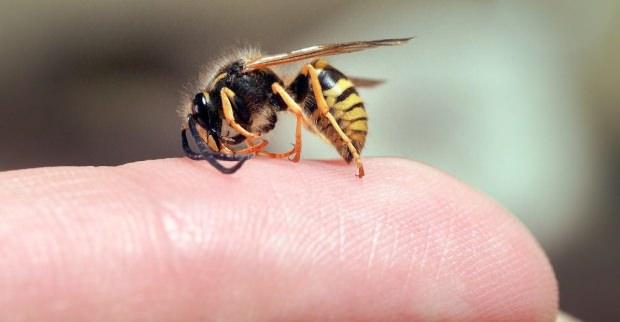 eşek arısı