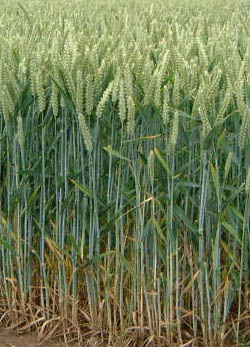 Wheat_field.jpg