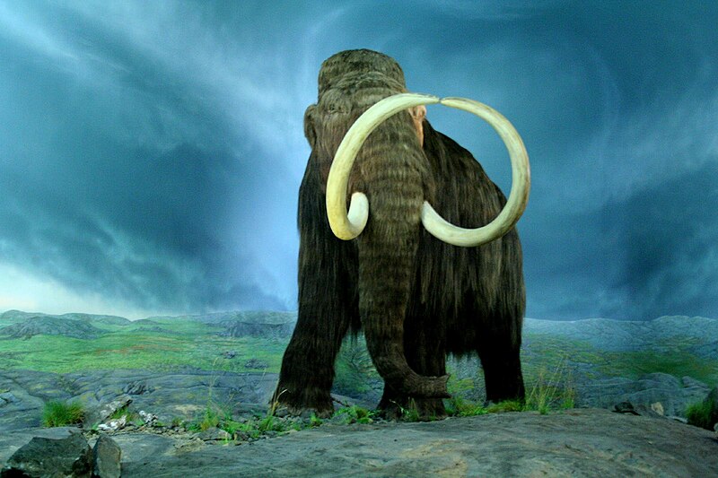 800px-Wooly_Mammoth-RBC.jpg