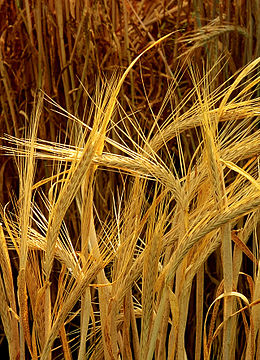260px-Hordeum-barley.jpg
