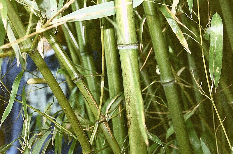 800px-Bamboo.jpg