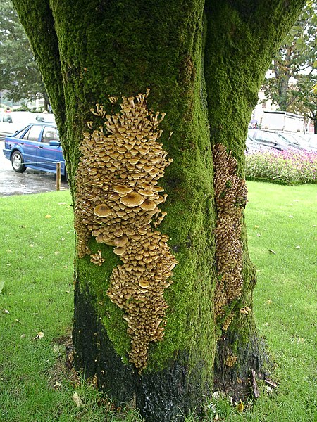 450px-Armillaria_mellea_Linden.jpg