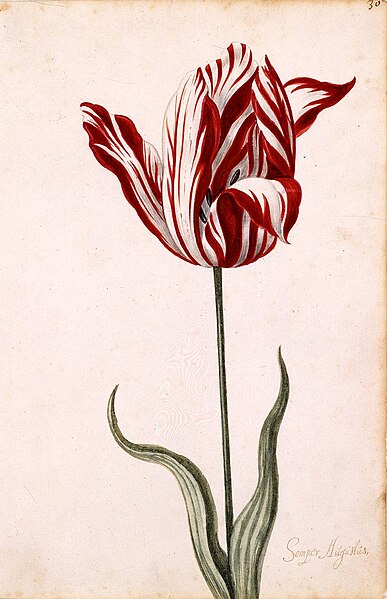 387px-Semper_Augustus_Tulip_17th_century.jpg