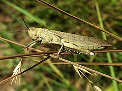 240px-Acrididae_grasshopper-2.jpg