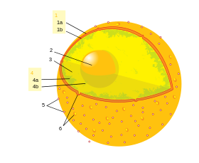 280px-Diagram_human_cell_nucleus_numbered_version.svg.png