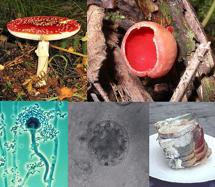 689px-Fungi_collage.jpg