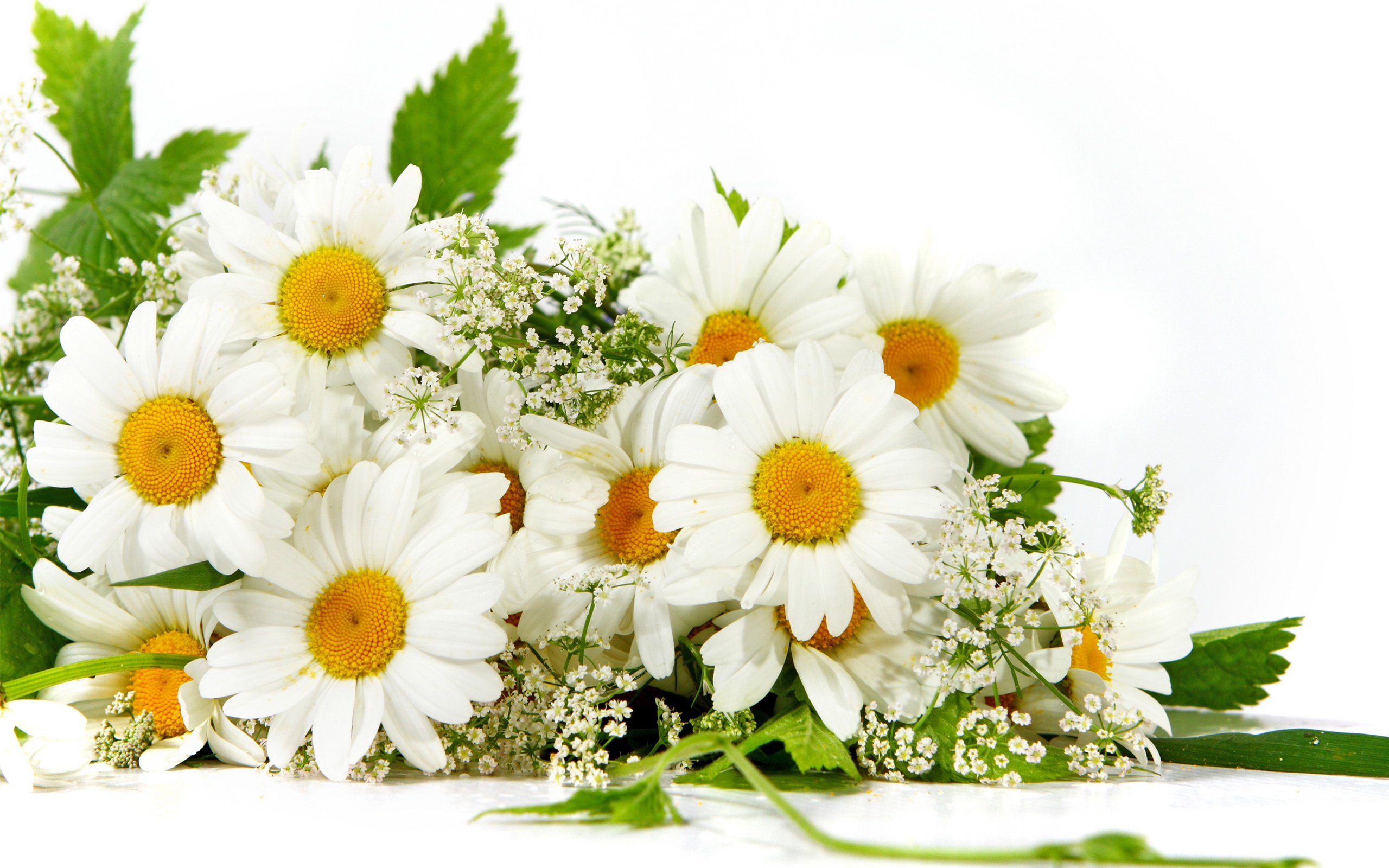 Nature_Flowers_Bouquet_of_daisies_030152_.jpg