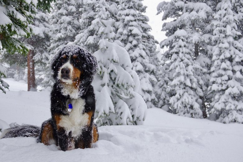 may-snow-toby-the-bernese-mountain-dog-at-loveland.jpg